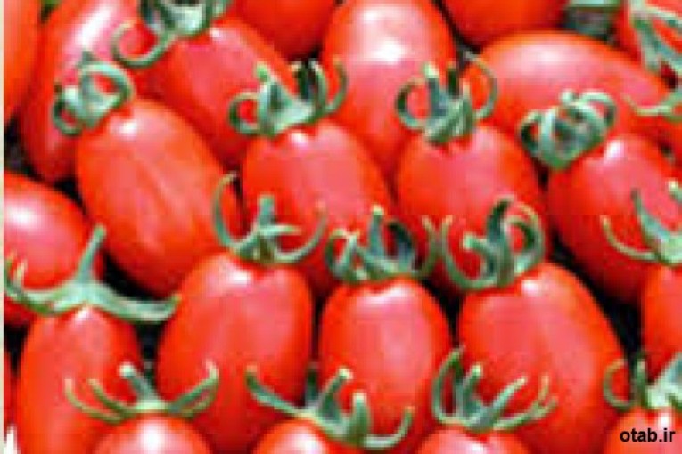 بذر گوجه فرنگی نامیب - قیمت بذر گوجه فرنگی نامیب