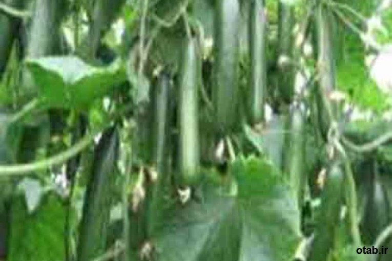 بذر خیار گلخانه ای هیبرید باراکودا - قیمت بذر خیار گلخانه ای هیبرید باراکودا