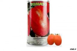 بذر گوجه فرنگی پر بار ۸۲۲ لئوناردو - فروش بذر گوجه فرنگی پر بار ۸۲۲ لئوناردو