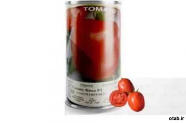 بذر گوجه فرنگی ثنا  - فروش بذر گوجه فرنگی ثنا 