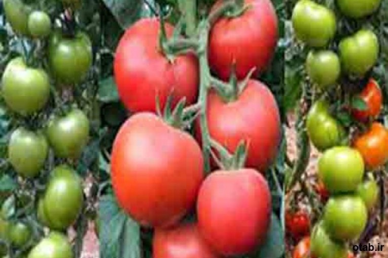 بذر گوجه فرنگی گلخانه ای مایا  - قیمت بذر گوجه فرنگی گلخانه ای مایا 