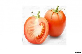 بذر گوجه فرنگی هیبرید دبلیواس  4040 -بذر گوجه فرنگی هیبرید دبلیواس  4040