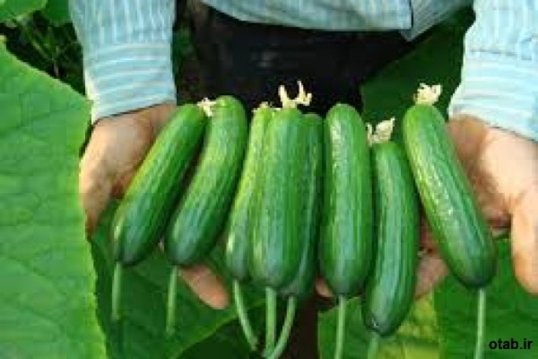 بذر خیار استورم - قیمت بذر خیار استورم