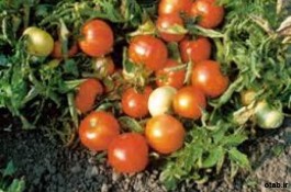  بذر گوجه فرنگی سوپر کویین سه حلقه 