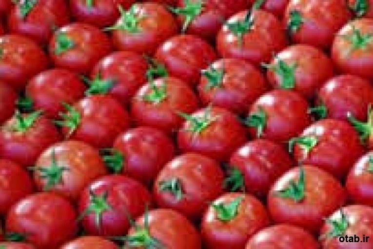 بذر گوجه  رقم متین - قیمت بذر گوجه رقم متین