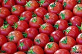 بذر گوجه  رقم متین - قیمت بذر گوجه رقم متین