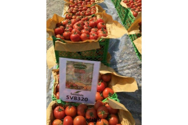  بذر گوجه فرنگی هیبرید 8320 سمینیس