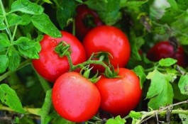 بذر  گوجه فرنگی فرمونت اف یک- فروش بذر  گوجه فرنگی فرمونت اف یک