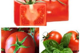  بذر گوجه گلخانه ای شمشک - قیمت  بذر گوجه گلخانه ای شمشک