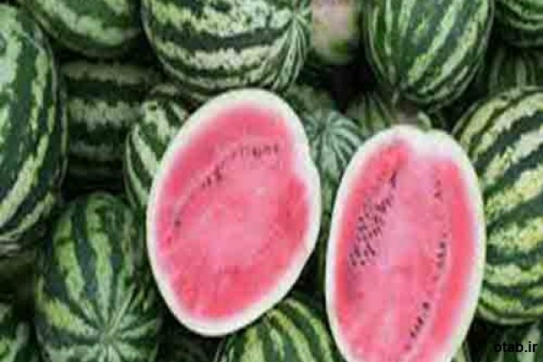 بذر هندوانه -Watermelon seed - قیمت بذر هندوانه -Watermelon seed