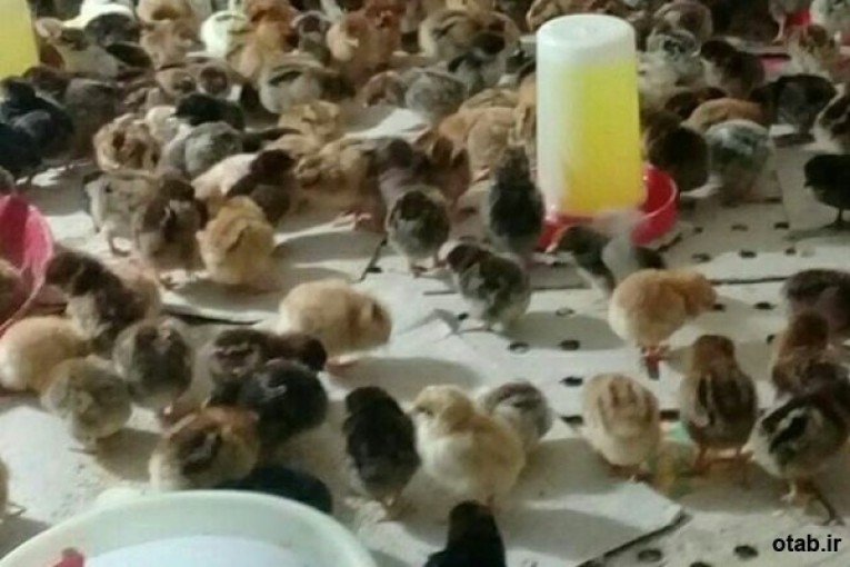 فروش مرغ بومی گلپایگان 5 ماهه