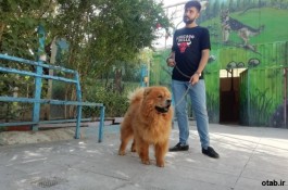 سگ چاو چاو پرتغالی با اصل و نسب
