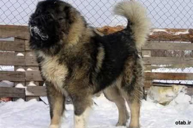 سگ قفقازی غول آسا و حیکلی