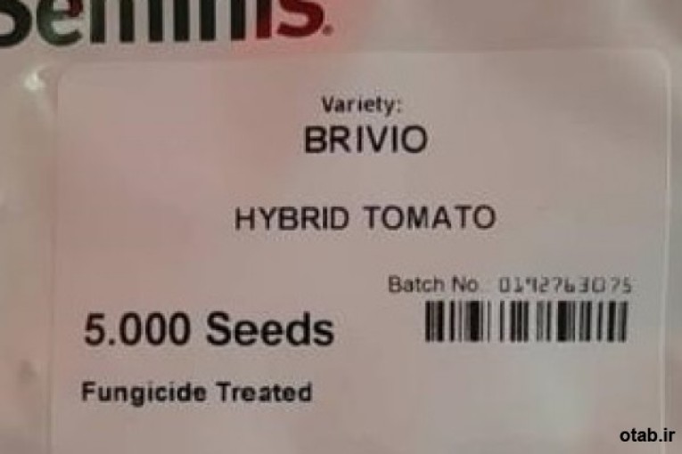 بذر گوجه فرنگی  بریویو سیمینس