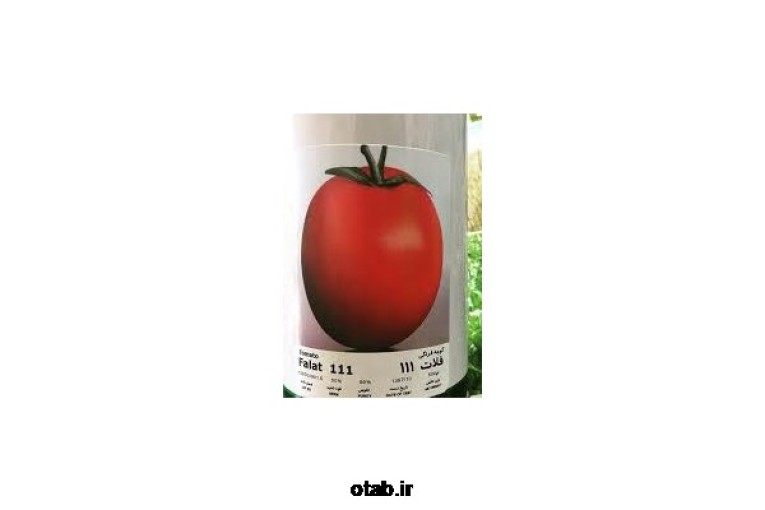 بذرگوجه فضای باز فلات111  