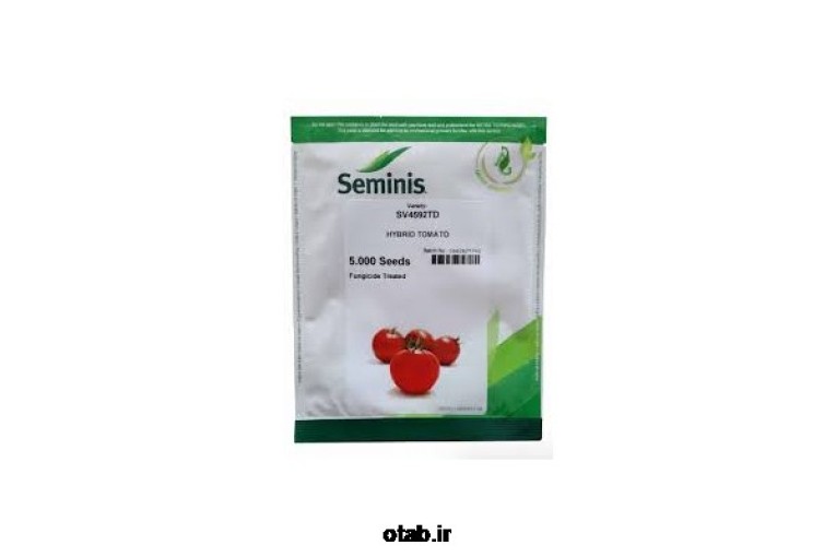 بذر گوجه فرنگی هیبرید 4592 سمینس