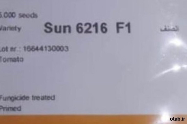 بذر گوجه 6216f1 باسف المان