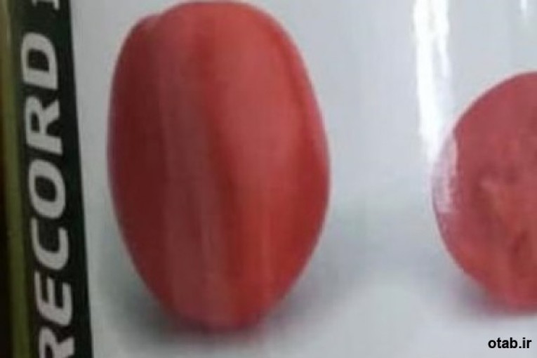  بذر گوجه رکورد f1