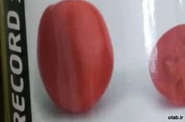  بذر گوجه رکورد f1