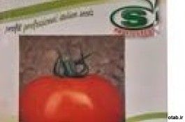  بذر گوجه فرنگی سریو پروفیتf1