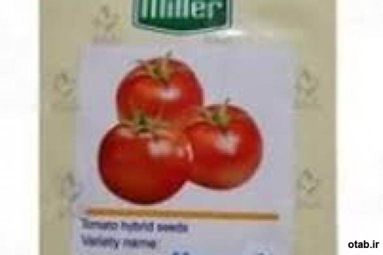  بذر گوجه فرنگی موناکو صادراتی