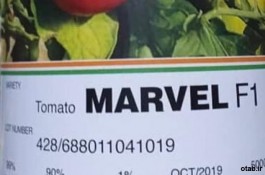 بذر پلیت شده گوجه فرنگی مارول هیبرید اسپانیایی 2019 MARVEL F1