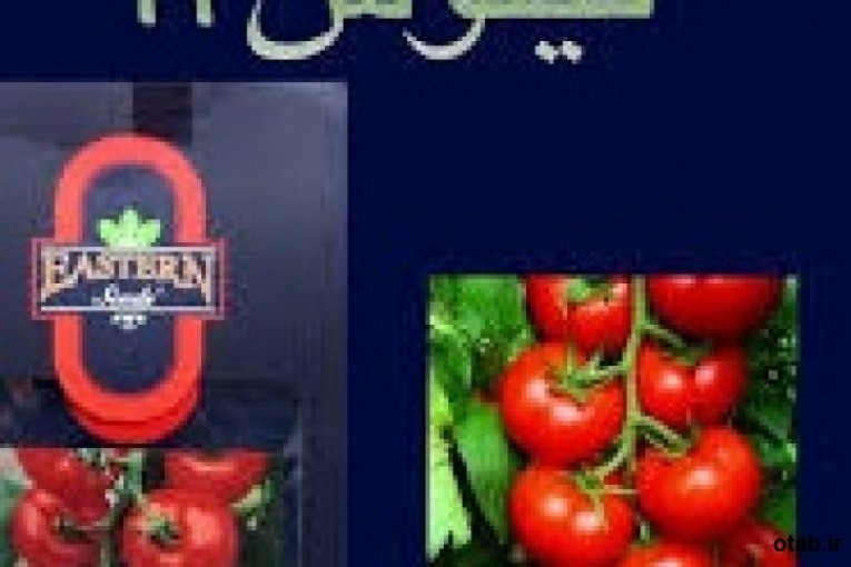 بذر گوجه فرنگی فیلوس