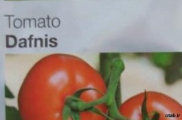 بذر گوجه فرنگی دافنیس سینجینتاf1