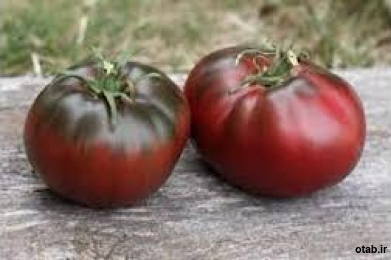 معرفی گوجه فرنگی پل رابسون | Paul Robeson Tomato :