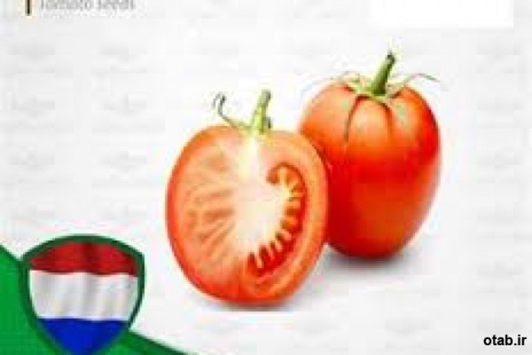 بذر گوجه فرنگی الیسا
