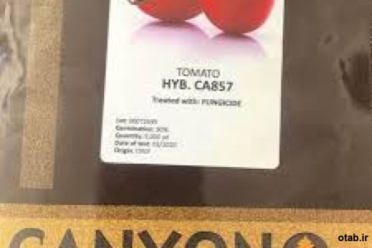 بذر گوجه فرنگی ca857hybکانیون