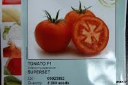 بذر گوجه فرنگی سکرتf1