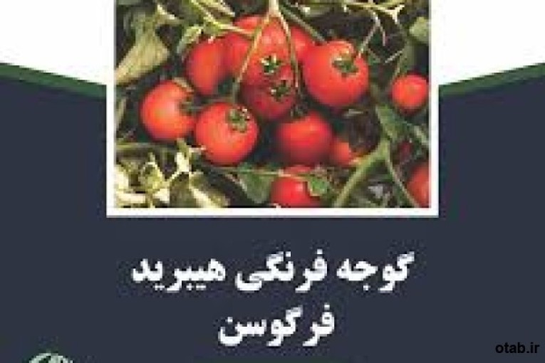 بذر گوجه فرنگی  فرگوسن