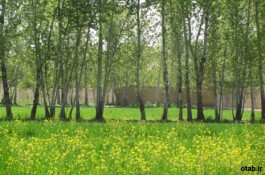 باغ چهاردیواری 2050 متری با درختان قدیمی در شهریار