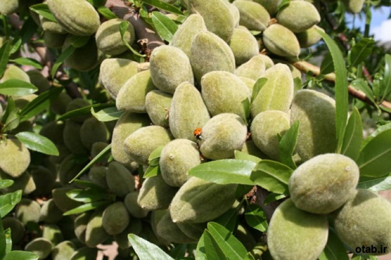فروش عمده نهال میوه