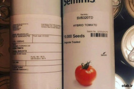 فروش بذر گوجه فرنگی هیبرید 8320 سمینیس