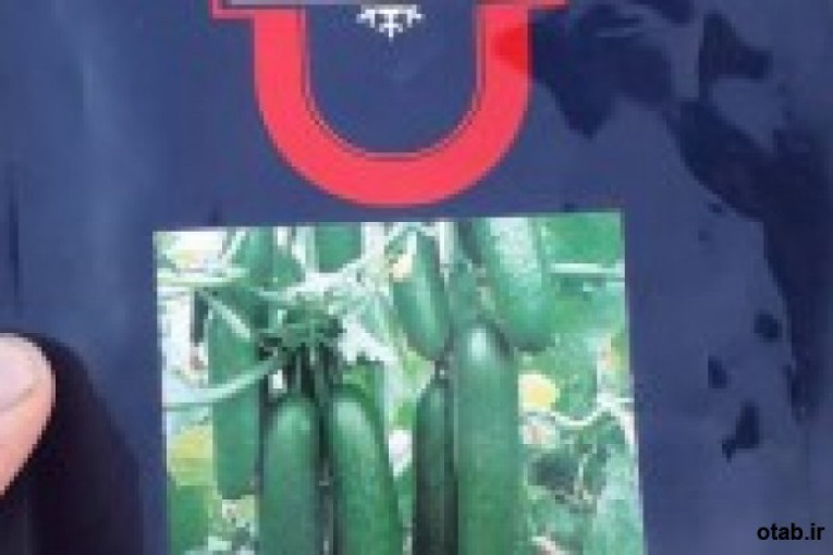  فروش بذرخیارگلخانه ای آدرین سالار