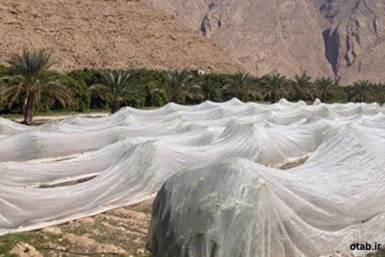 تور محافظ خرما  و تور محافظ آفتابگردان 