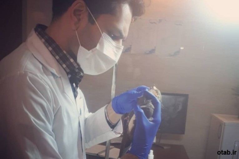 دامپزشکی در آستانه اشرفیه
