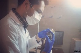 دامپزشکی در آستانه اشرفیه