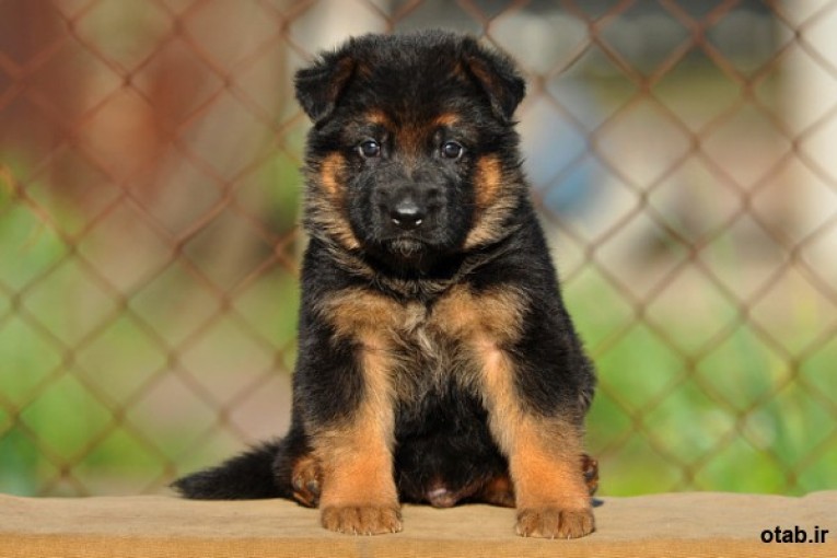 فروش توله ژرمن سگ باهوش آلمانی