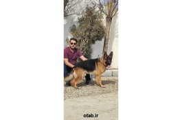 سگ ژرمن شپرد - خرید و فروش سگ ژرمن قیمت توله ژرمن 