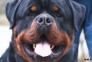 فروش 25 قلاده سگ روتوایلر شجره دار اروپایی 