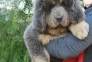 فروش ویژه سگ تبت بزرگ ترین سگ جهان